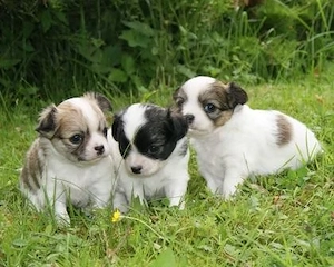 Chihuahua Welpen 