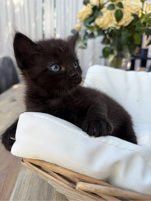 BKH Perser mix babykatze 