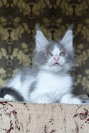 Wunderschöne, 2 Monate alte Maine Coon sucht ein Zuhause für immer.   