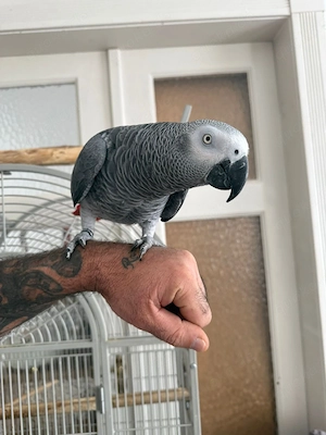Afrikanischer Graupapagei.Männchen