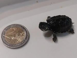 Biete gew. Moschusschildkröten Sternotherus odoratus Nachwuchs 2026
