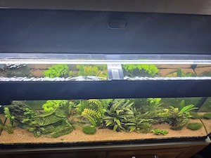 Juwel RIO 240L inkl Besatz, Technik und CO2 Anlage
