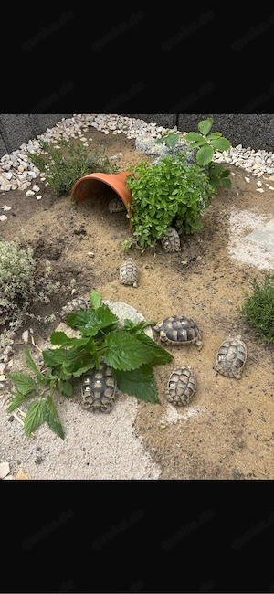 Breitrandschildkröten (Testudo marginata) mit CITES-Bescheinigung abzugeben
