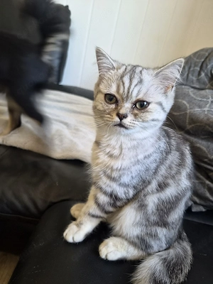 BKH Kitten 