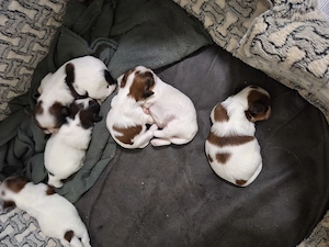 Junge Shih Tzu Welpen suchen bald ein neues Zuhause