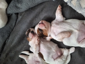 Junge Shih Tzu Welpen suchen bald ein neues Zuhause Bild 4