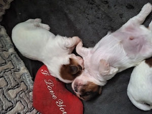 Junge Shih Tzu Welpen suchen bald ein neues Zuhause Bild 5