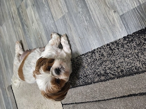 Junge Shih Tzu Welpen suchen bald ein neues Zuhause Bild 6