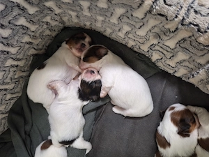 Junge Shih Tzu Welpen suchen bald ein neues Zuhause Bild 2