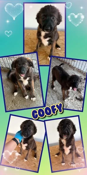 wunderschöner Welpenjunge "Goofy" sucht ein liebevolles Zuhause