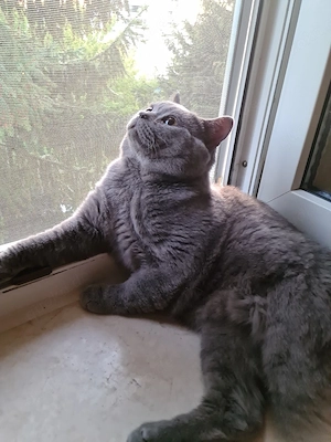 BKH Kater 