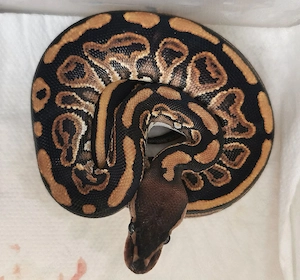 1.0 BP Yellow Belly het 66% pied