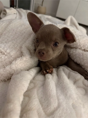 Chihuahua Welpe