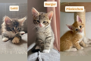 Norwegische Waldkatzen - Mix - Kitten suchen ein zu Hause