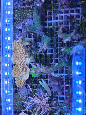 Meerwasser Korallen Ableger Meerwasseraquarium Beckenauflösung 