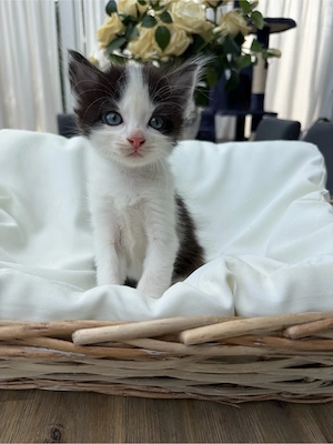 BKH Persermix Babykatze 