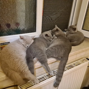 BKH Kitten 