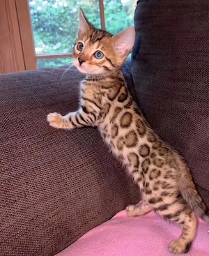 Wunderschöne reinrassige Bengal Kitten abzugeben!