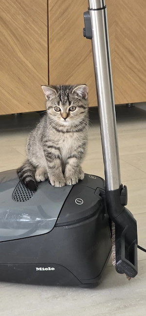 British Kurzhaar (BKH) Kitten sucht ein liebevolles Zuhause