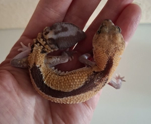 Afrikanischer Fettschwanzgecko aus 2025
