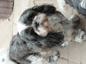 Shih tzu  Hündin