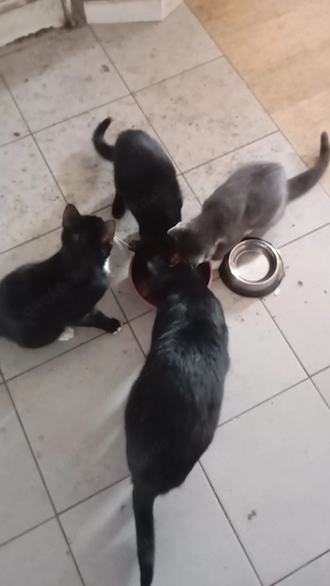 Katzen zu verkaufen vb