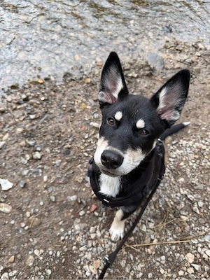 Husky x Bernersennenhund Welpe Weibchen