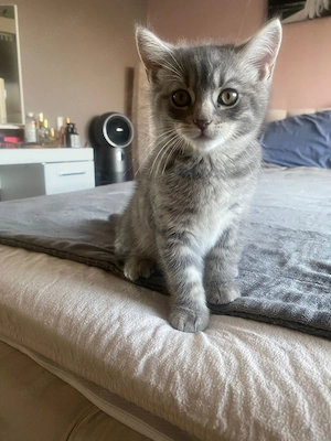 Kitten suchen liebevolles Zuhause Bild 4