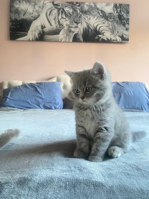 Kitten suchen liebevolles Zuhause