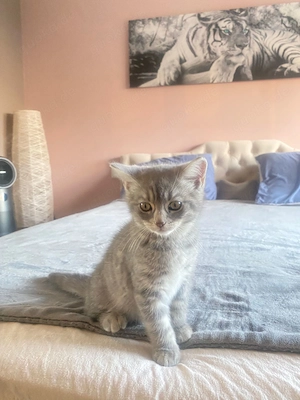 Kitten suchen liebevolles Zuhause Bild 3