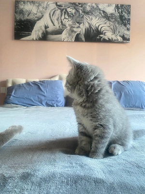 Kitten suchen liebevolles Zuhause Bild 6