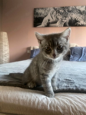 Kitten suchen liebevolles Zuhause Bild 5