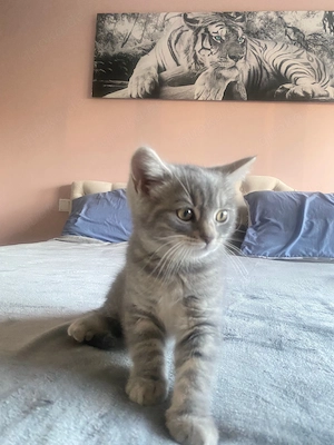 Kitten suchen liebevolles Zuhause