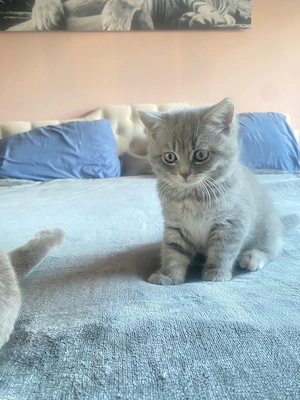 Kitten suchen liebevolles Zuhause Bild 8