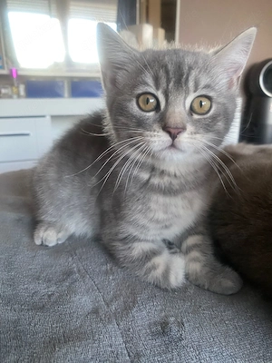 Kitten suchen liebevolles Zuhause Bild 7