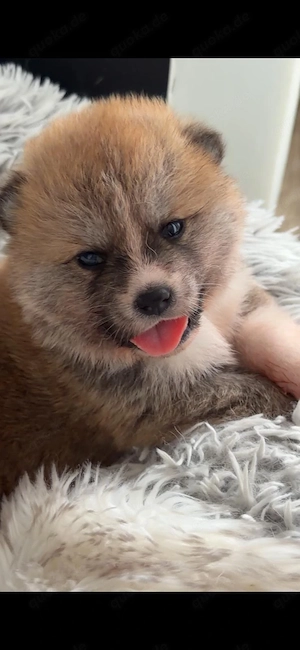 Japan Akita Inu Welpen aus exklusiver VDH- Japan Akita Club e.V.-Zucht   