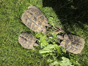 Griechische Landschildkröten  Bild 2