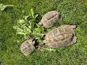 Griechische Landschildkröten 