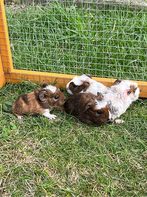 Junge Meerschweinchen Weibchen Böckchen abzugeben