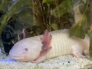 Adulter Axolotl Weißling zu verkaufen