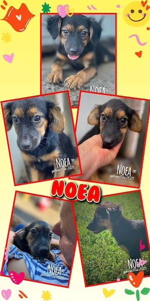 bildschönes, fröhliches, menschenbezogenes Hundemädchen "Noea" sucht ein Zuhause
