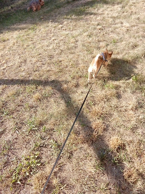7 Monate alte Chihuahua-Bully-Mix-Hündin sucht ein liebevolles Zuhause 