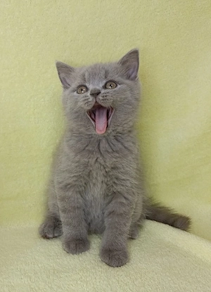 BKH Kitten lilac Farbe 