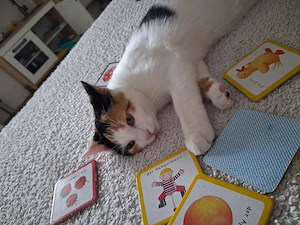 Wunderschönes Glückskätzchen (3-farbig, 18 Wochen) abzugeben Rundum-Sorglos-Paket (Katze+Zubehör )