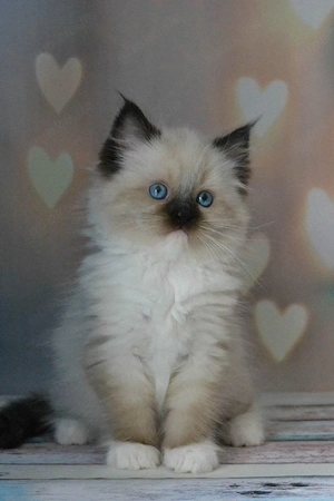  Wunderschöne Ragdoll-Kitten suchen ein liebevolles Zuhause 
