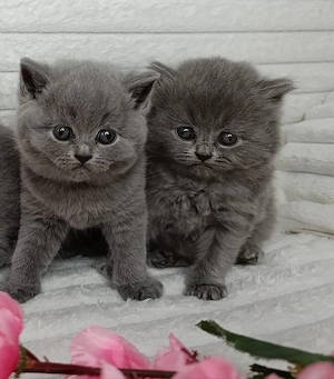 BKH Kitten blau Farbe