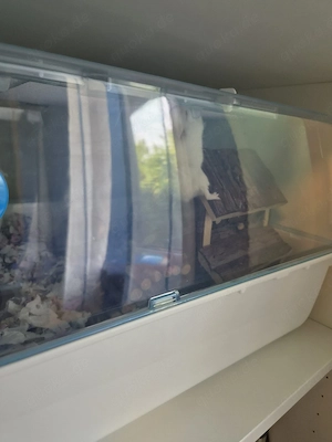 Dsungarischer Hamster zu verschenk