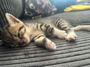 Kitten zu verkaufen 