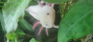 2 Axolotl weißling + wildling abzugeben Bild 3