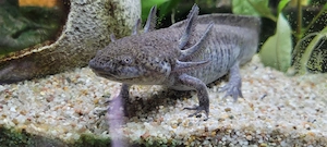 2 Axolotl weißling + wildling abzugeben Bild 2